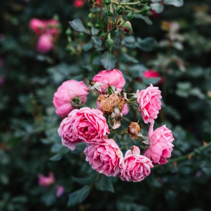 Aceite de Rosa mosqueta 1L